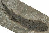 Devonian Lobed-Fin Fish (Osteolepis) Fossil - Scotland #319626-1
